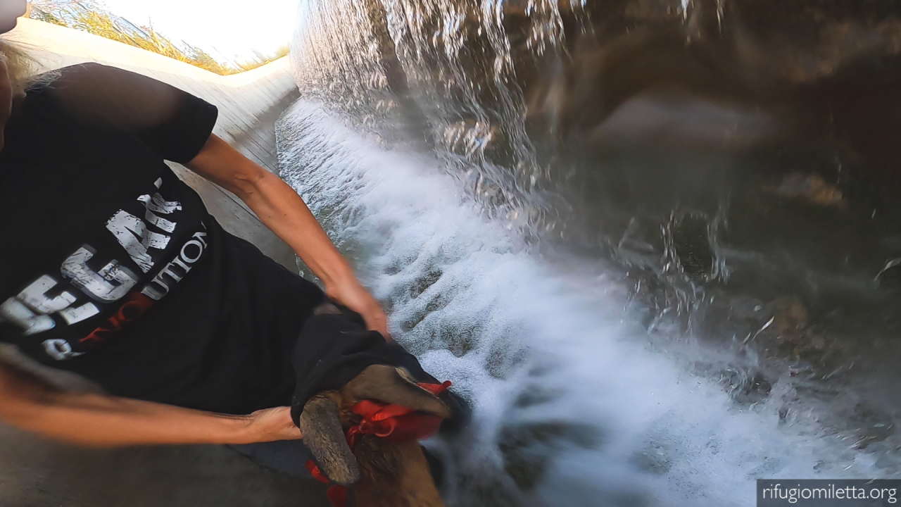 Capriola cade nel canale: il VIDEO del salvataggio e la FOTOGALLERY