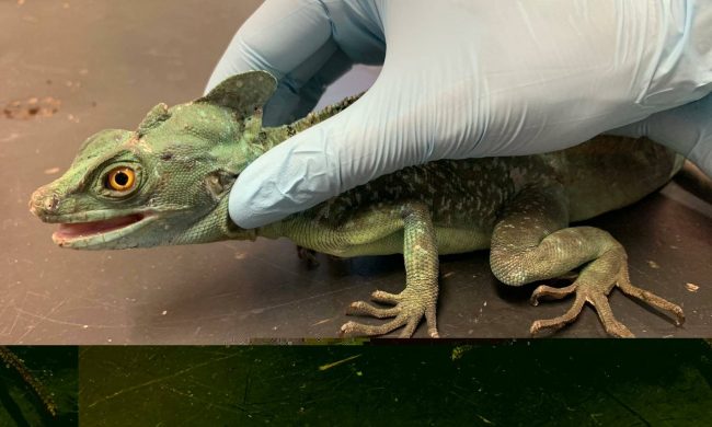 Un basilisco a spasso per Torino ritrova la proprietaria