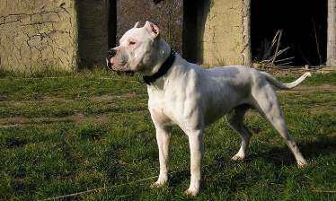 Uccide a coltellate cane che stava azzannando suo marito