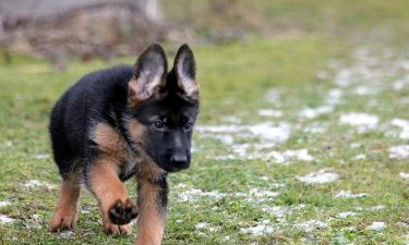 Cucciolo chiuso sul balcone senza acqua né cibo: “Me l’ha affidato mia madre, non lo volevo”