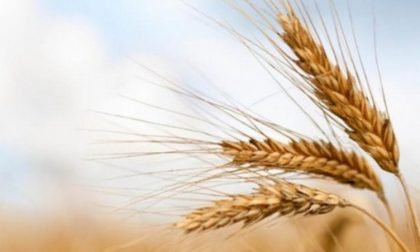 Frumento, al via il progetto di filiera "Gran Piemonte"