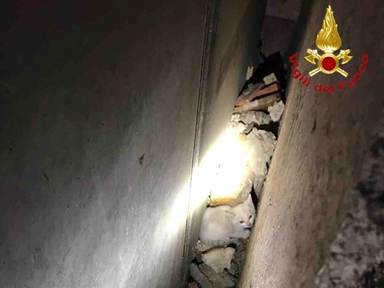 Gattino salvato dai Vigili del fuoco