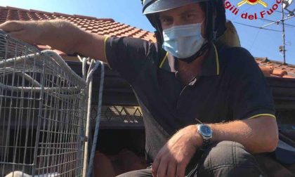 I vigili del fuoco di Borgomanero hanno salvato un gattino intrappolato FOTO