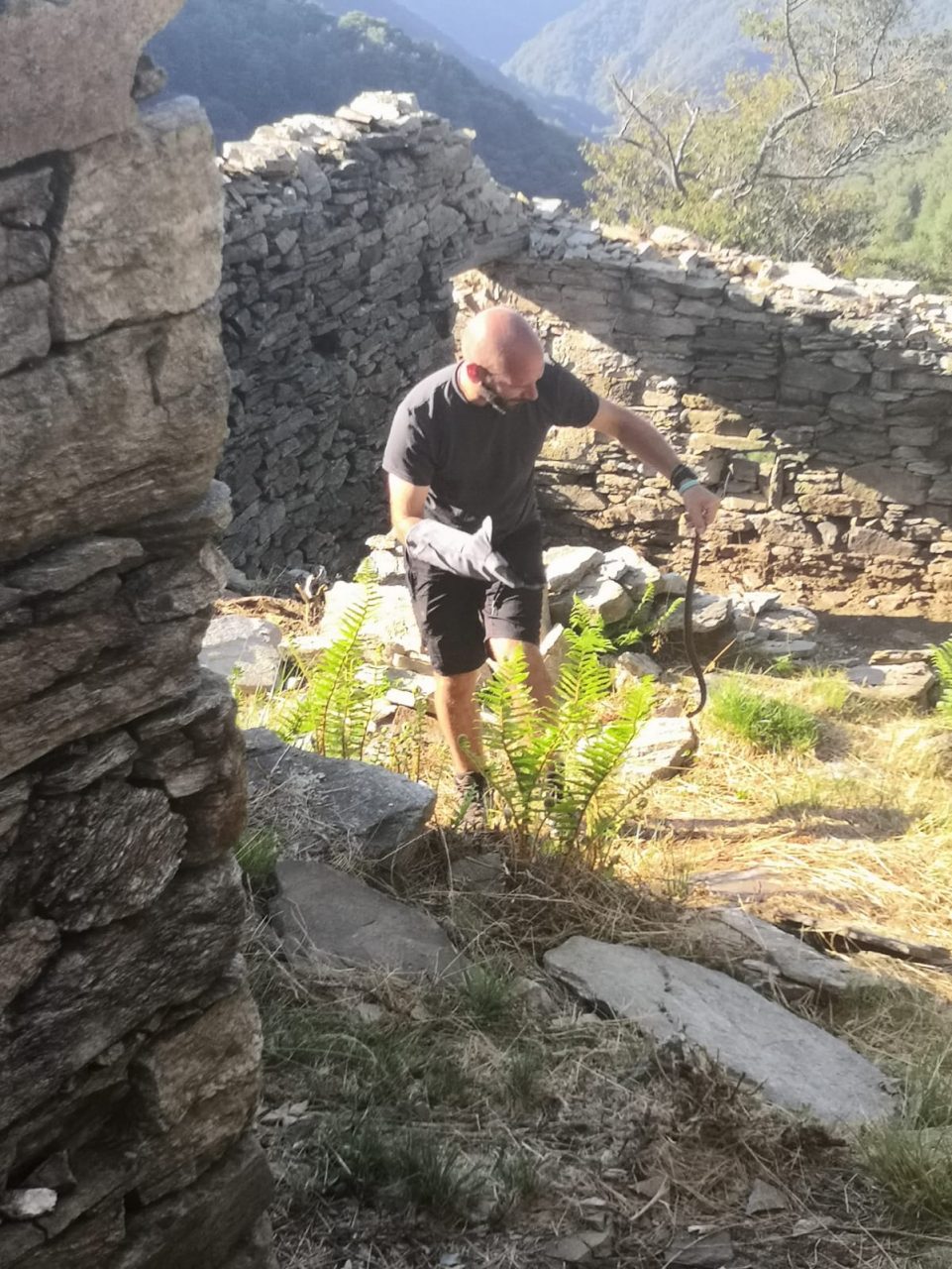 Vipere in Valle Intrasca: catturate e liberate lontano dai percorsi GALLERY