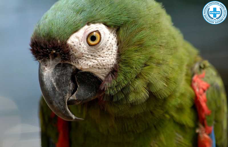 Anpana Novara recupera un pappagallo ara mimetizzato tra le foglie