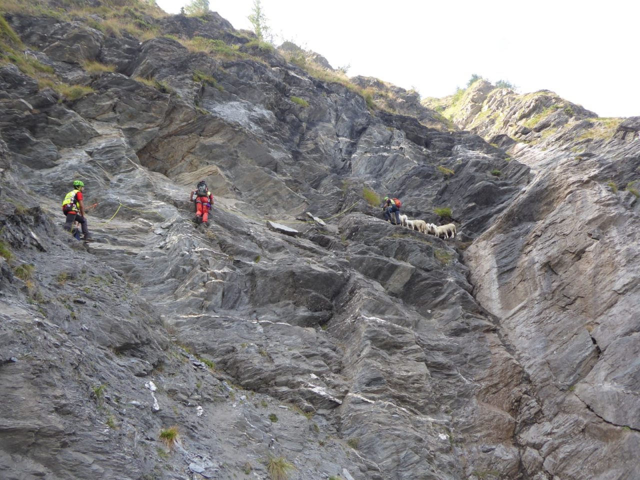 Soccorso Alpino salva 10 pecore bloccate su una parete rocciosa