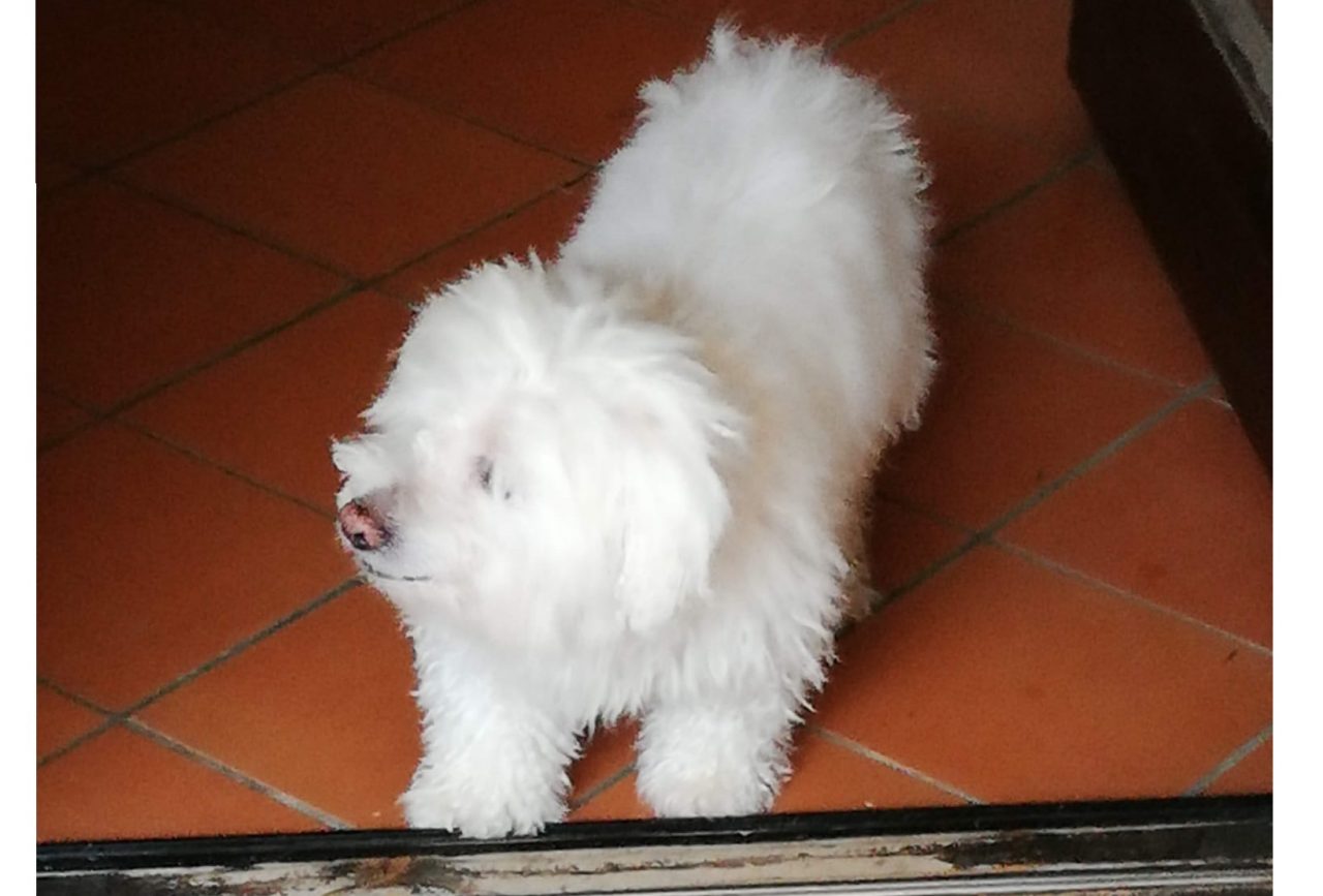 Lida Novara: “Aiutateci a saldare le cure di Robespierre”