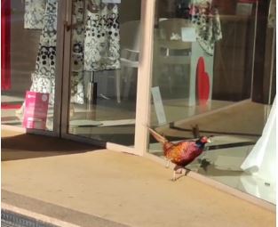Un fagiano a spasso… per i negozi di Arona
