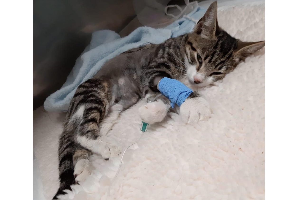 Appello per Justin: servono donazioni