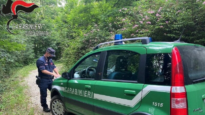 Casetta abusiva nei boschi del parco del Ticino: denunciati i proprietari