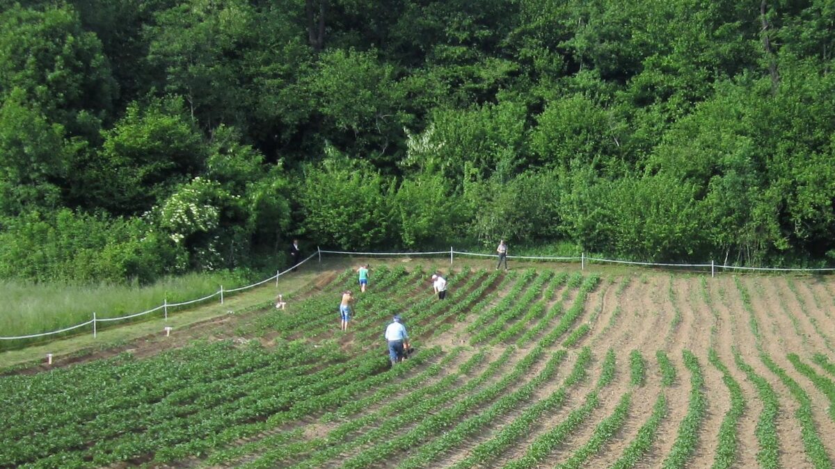 Puzza a Sizzano: stop ai fertilizzanti vicino alle abitazioni