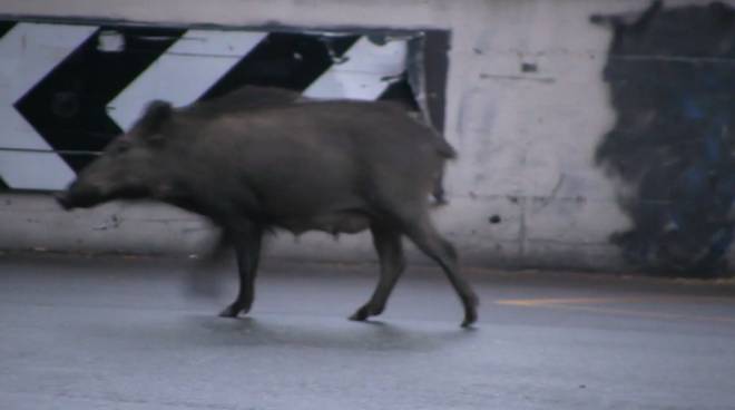 Tragedia sulla A26: le vittime sono due trentenni