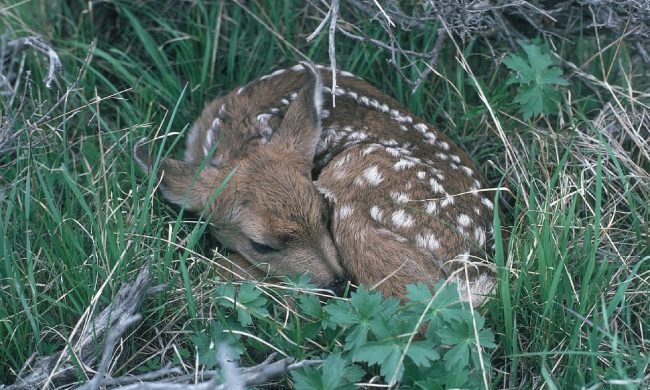 Cerbiatto veglia mamma cerva per tutta la notte: colpita a morte da un bracconiere