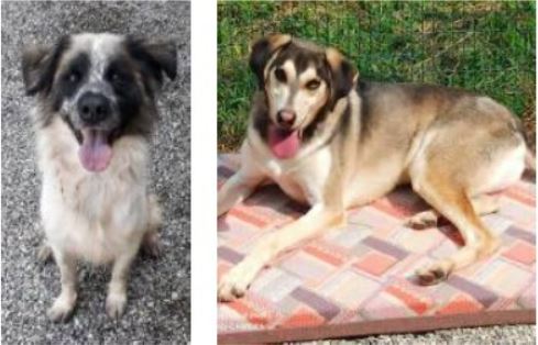 Canile sanitario di Borgo Ticino punta sulle adozioni e cerca viveri e coperte