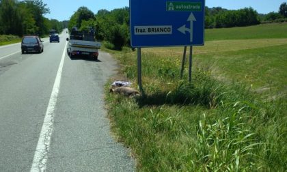 Lupi morti in Piemonte: sono 36 da inizio anno