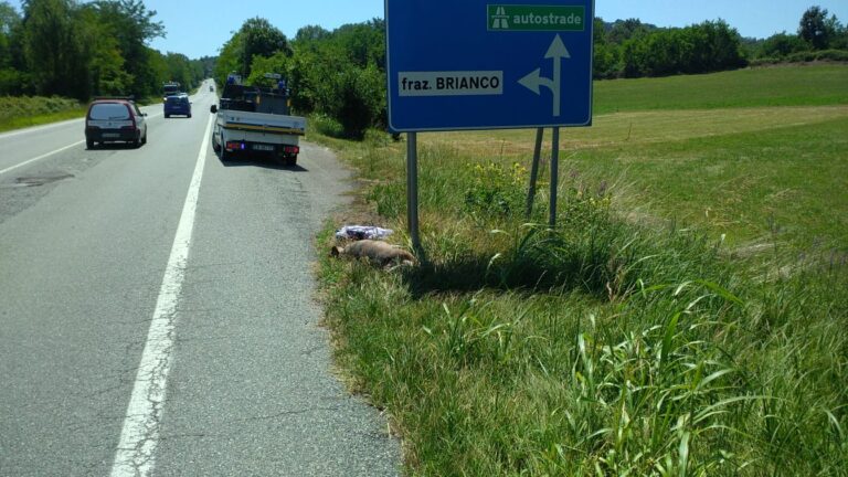 Lupi morti in Piemonte: sono 36 da inizio anno