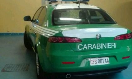 Bruciare residui vegetali è consentito? Ecco cosa fare per evitare sanzioni