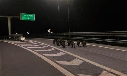 Cinghiali invadono la A21: grave rischio di incidente
