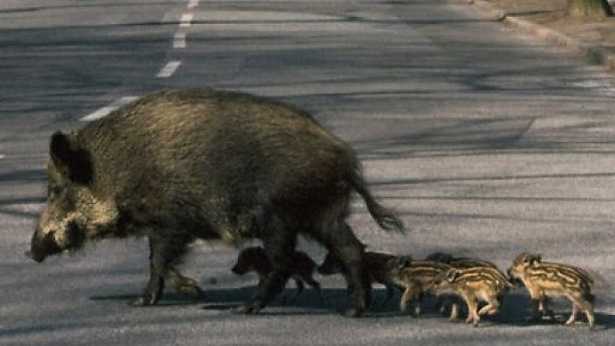 Cacciatore spara dalla strada ad una famiglia di cinghiali: video virale