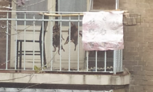 Nutrie impiccate al balcone per cucinarle: scandalo sul web