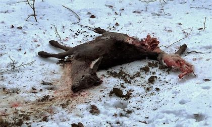 Capriolo sbranato: in alta Valsesia il lupo torna a farsi vivo