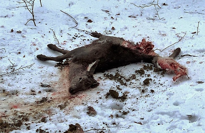 Capriolo sbranato: in alta Valsesia il lupo torna a farsi vivo