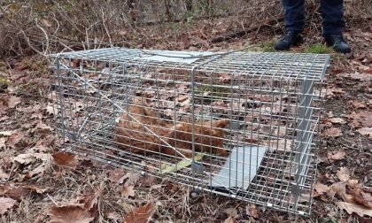 Gatto senza microchip muore intrappolato in una gabbia