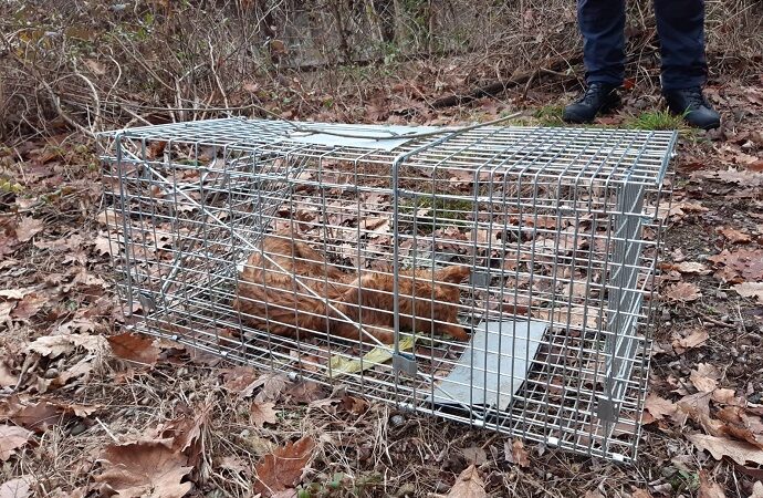 Gatto senza microchip muore intrappolato in una gabbia