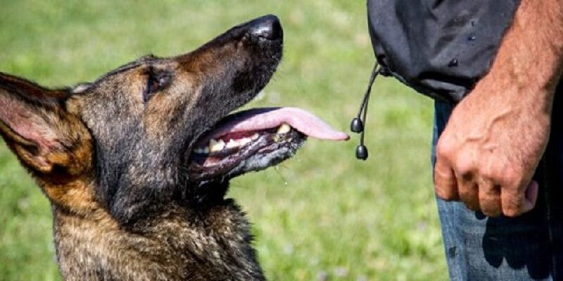 Cani anti-Covid in Piemonte: prima volta in Italia