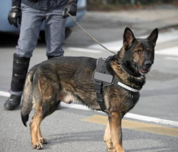 Nasce il Nucleo cinofilo della polizia provinciale