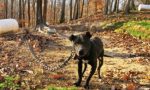 Cerano cucciolo abbandonato legato a una catena