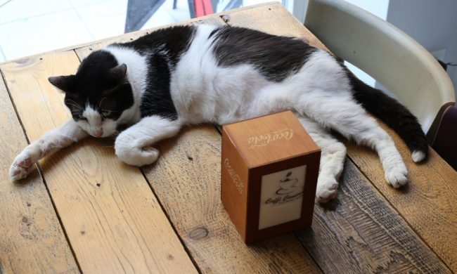 Miagola Caffè a Torino, il primo bar per gatti in Italia, chiude dopo 7 anni