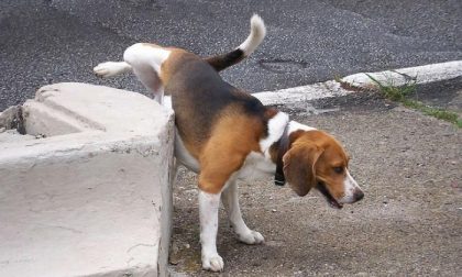 Varallo la “pisciatina” di Fido gli costa 100 euro