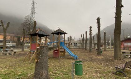 Potature alberi: Legambiente dice no alle "capitozzature"