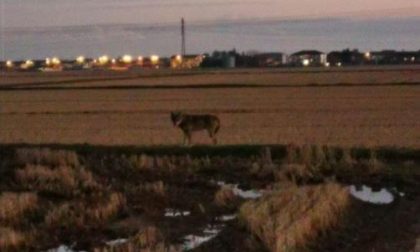 Fotografato un lupo a San Pietro Mosezzo nelle vicinanze delle case