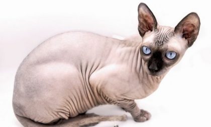 Gatto di Ronaldo investito: portato da Torino in una clinica spagnola col jet privato