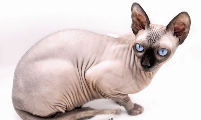 Gatto di Ronaldo investito: portato da Torino in una clinica spagnola col jet privato