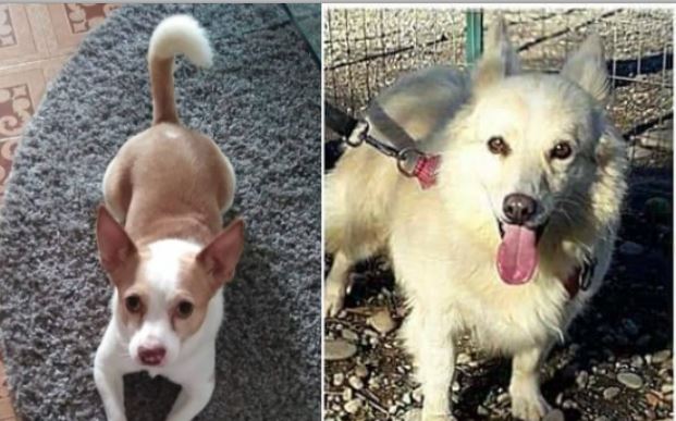 A Gattico e Cavaglietto da settimane (e mesi) si cercano due cagnolini smarriti