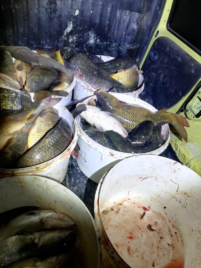 Denunciati a Trecate: trasportavano 300 chili di pesci catturati illegalmente