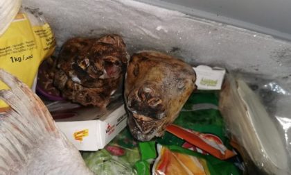 Scoperta macelleria degli orrori: sporcizia e merce in putrefazione