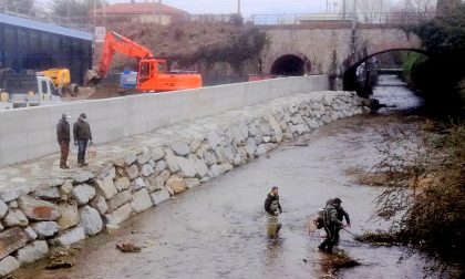 Recuperati 500 pesci nell’area urbana di Arona del torrente Vevera e reimmessi più a monte