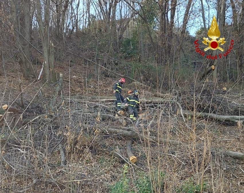 Nebbiuno uomo travolto dall’albero che stava tagliando: portato a Novara