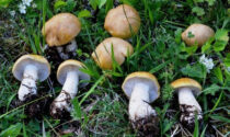 Raccolta funghi, più attenzione all’ambiente e alla sostenibilità in Piemonte