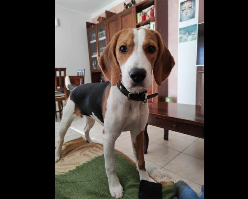 Allarme bocconi avvelenati ad Agrate Conturbia