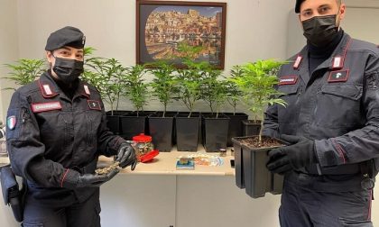 Traffico internazionale di droga, lo stupefacente prodotto direttamente in casa