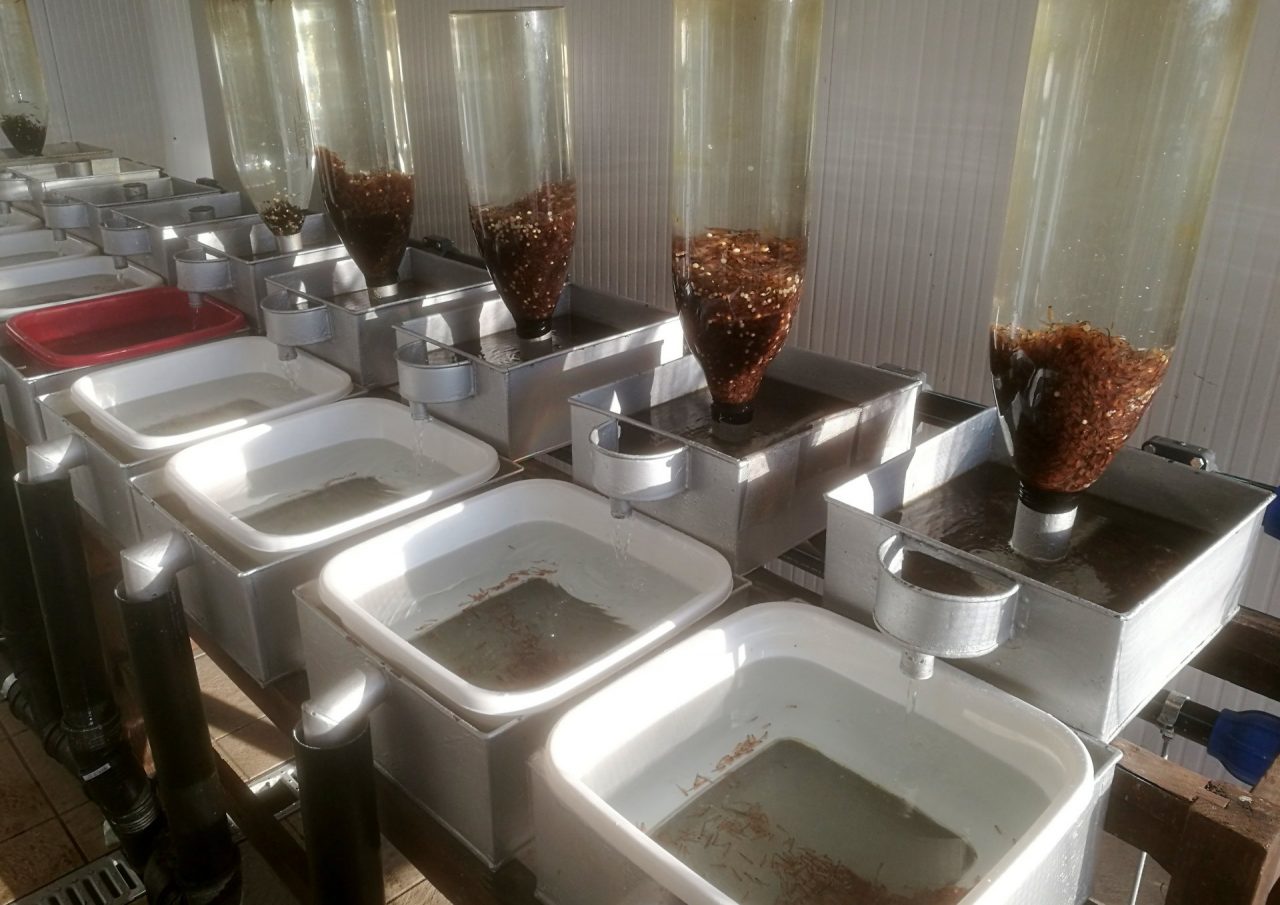 Schiuse 400 mila uova di trota  all’incubatoio ittico di Solcio di Lesa