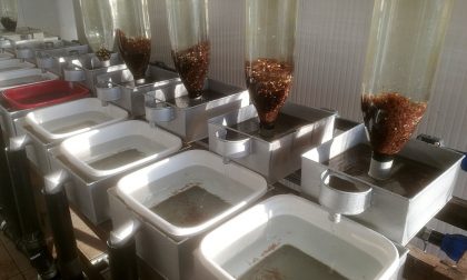 Schiuse 400 mila uova di trota  all’incubatoio ittico di Solcio di Lesa