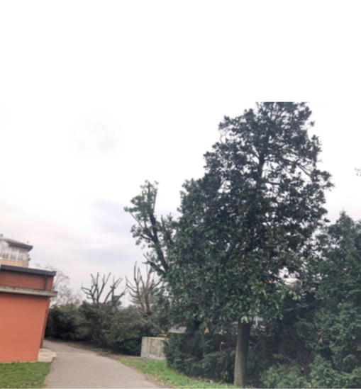 Maxi intervento della Provincia sugli alberi delle scuole di Novara