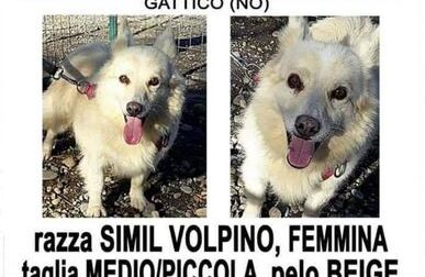 Camilla avvistata anche ad Arona: l'appello dei proprietari