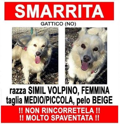 Camilla avvistata anche ad Arona: l’appello dei proprietari